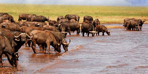Chobe River and Land Safari Combo with Lunch