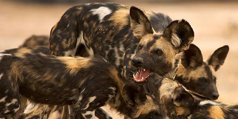 10-Day Zambezi Wild Heart Safari