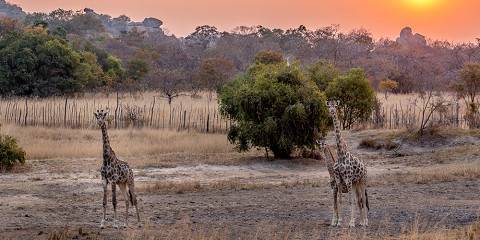 5-Day The Victoria Falls and Hwange National Park