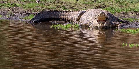 Victoria Falls and Chobe National Park Budget Tour
