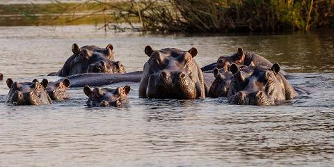 Vic Falls Luxury Cruise & Dinner by the Riverbank