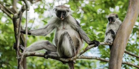 8-Day Beach & Safari Zanzibar and Serengeti Comfort