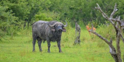 3-Day Tanzanian Flamingo Tented Safari