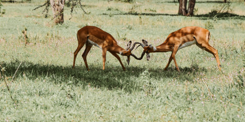 5-Day Northern Parks Comfort Safari