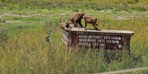 6-Day Classic Drive Safari Eastern Rift Valley - Tented