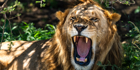 5-Day Classic Drive Safari Cats, Calves & Crater Tented