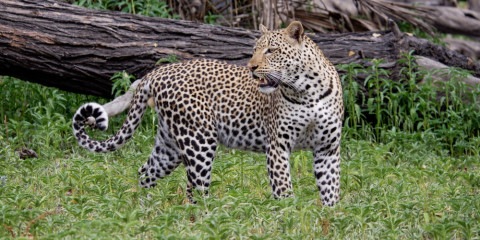 2-Day Fly-in Selous National Park Comfort Safari