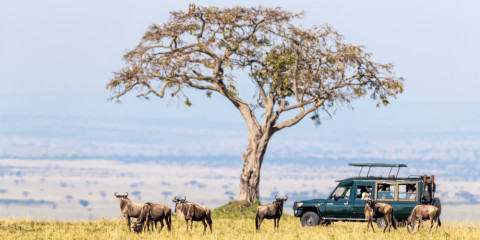 5-Day Wildebeest Migration with Calving Season at Ndutu