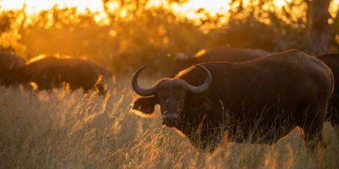 5-Day Ivory Moon & Ndzhaka Combo Safari
