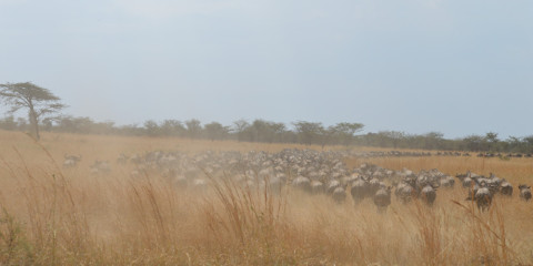 7-Day Journey of the Wildebeest (July-October)