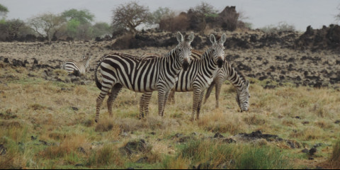 6-Day Tarangire, Ngorongoro Crater & Serengeti Safari
