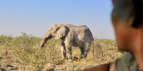 3-Day Etosha Express Safari