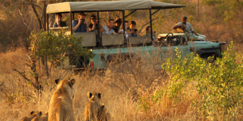 1-Day Private Kruger NP Safari Drive from Hazyview