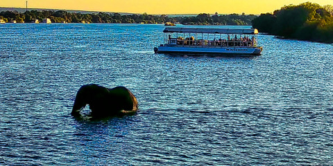 ½-Day Zimbabwe 2 Hour Sunset Game Cruise on the Zambezi
