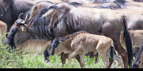6-Day Wildebeest Calving Season Safari Ndutu (Jan-Mar)