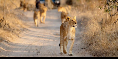 4-Day Luxury Ivory Moon Safari in the Kruger