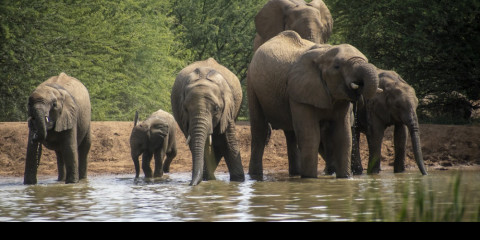 3-Day Pilanesberg - Black Rhino Game Lodge