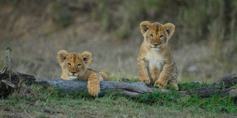 8-Day Classic Kenya Safari