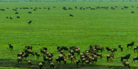 4-Day Serengeti Migration Calving Safari from Zanzibar