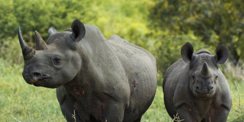 5-Day Radisson Safari Hotel & Ndzhaka Combo Safari