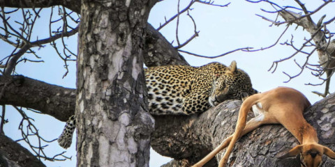 1-Day Chobe Land and River Safari with Lunch Riverfront