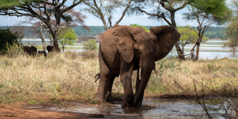 7-Day Best of Northern Tanzania Group Safari