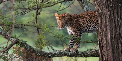 6-Day Tanzania Northern Circuit Safari