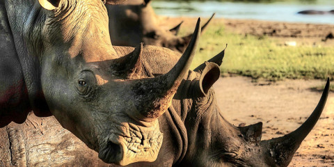 ½-Day Matobo Rhino Encounter Safari
