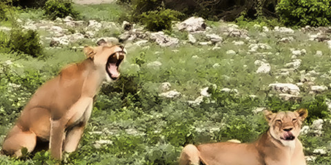 ½-Day Full or Roars - Chobe's Power Packed Land Safari