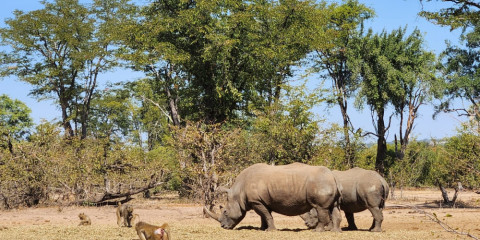 ½-Day Rhino Trekking Adventure-Bush Walk and Game Drive