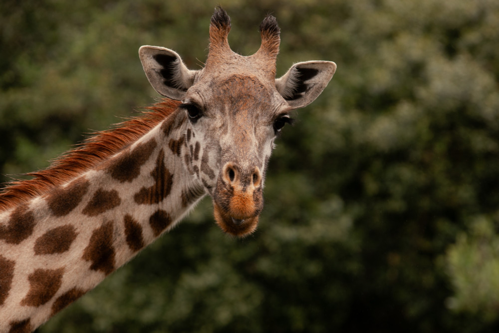 Private Safari in Arusha & Ngorongoro