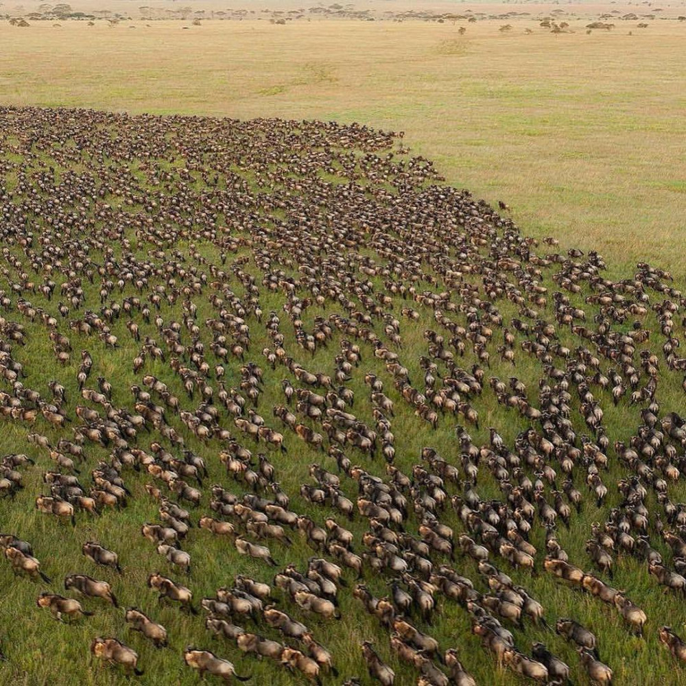 Lake Ndutu to See Calving Season