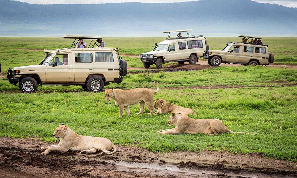 Calving Experience Safari ( December to March)