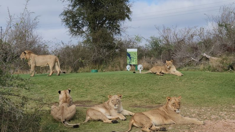 Ultimate Fairways & Safari Journey