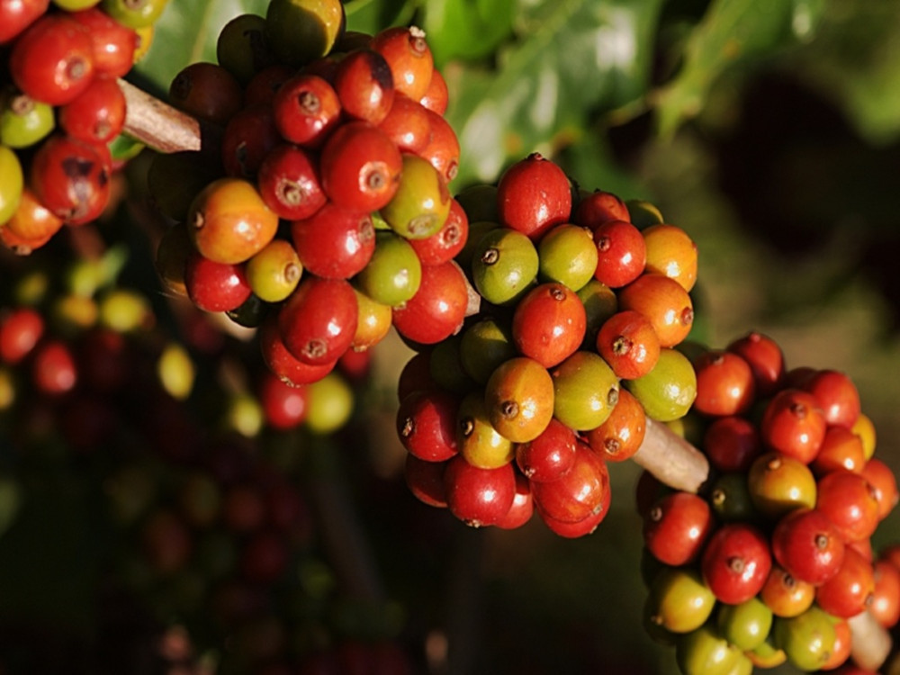 Authentic Coffee Farm and Photography