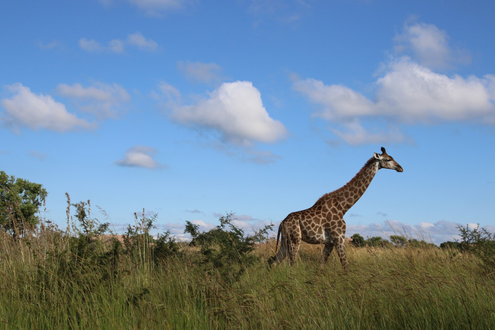 Classic Drive Safari Eastern Rift Valley Comfort