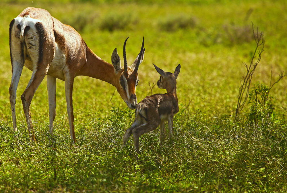 Classic Drive Safari Cats, Calves & Crater Comfort