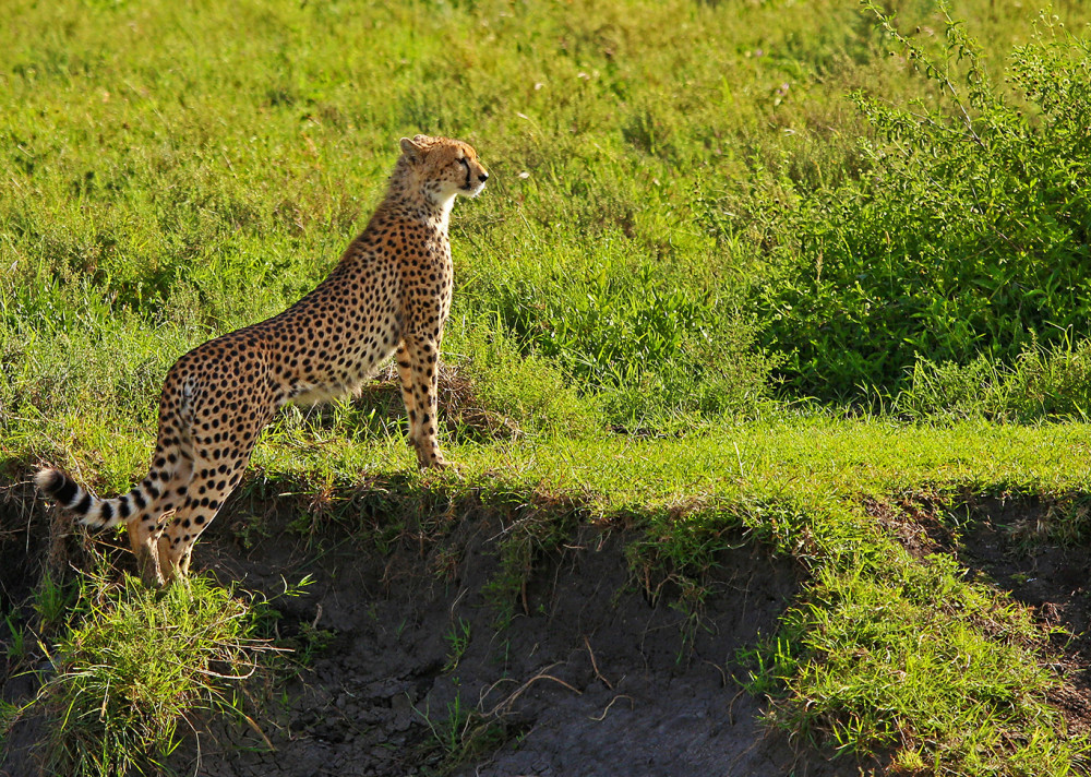 Unveiling Tanzania's Natural Wonders Glamping