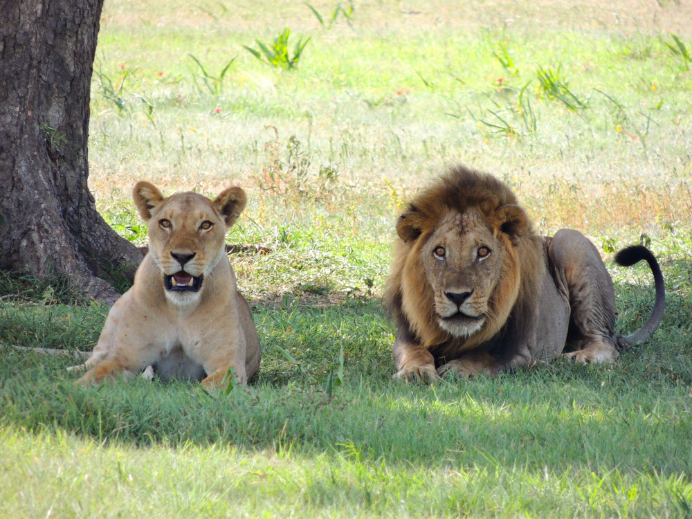 Romantic Honeymoon Glamping Safari