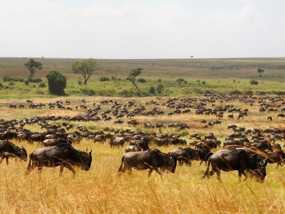 Migration Roundtrip Safari Comfort