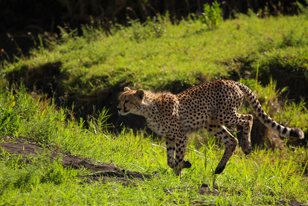Unveiling Tanzania's Natural Wonders Tented