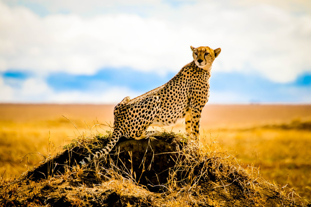 Wildlife Wonders Comfort Safari