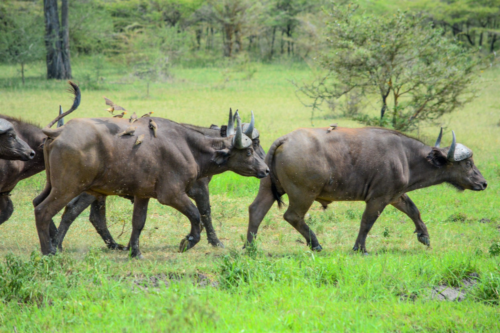 Tarangire, Serengeti & Ngorongoro Comfort Safari