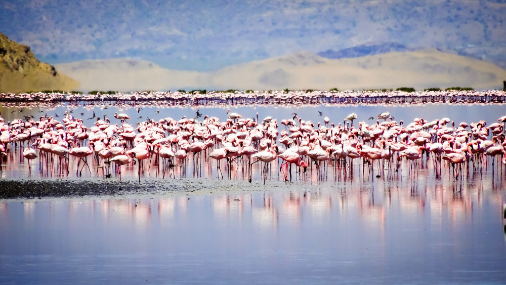 Explore the Northern Parks Safari