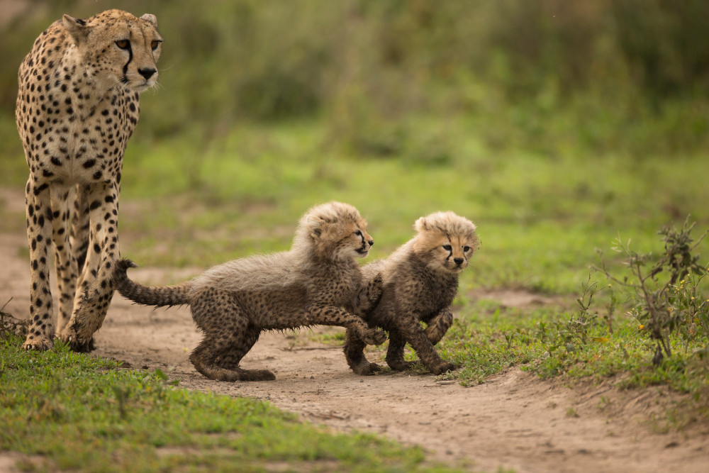 Northern Tanzania Highlights Comfort Safari