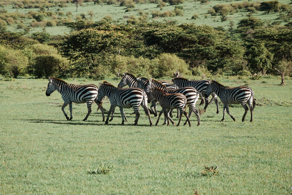 Flexible Migration Roundtrip Safari Comfort