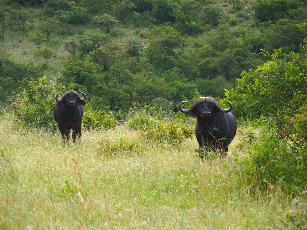 Chasing the Big 5 Comfort Safari