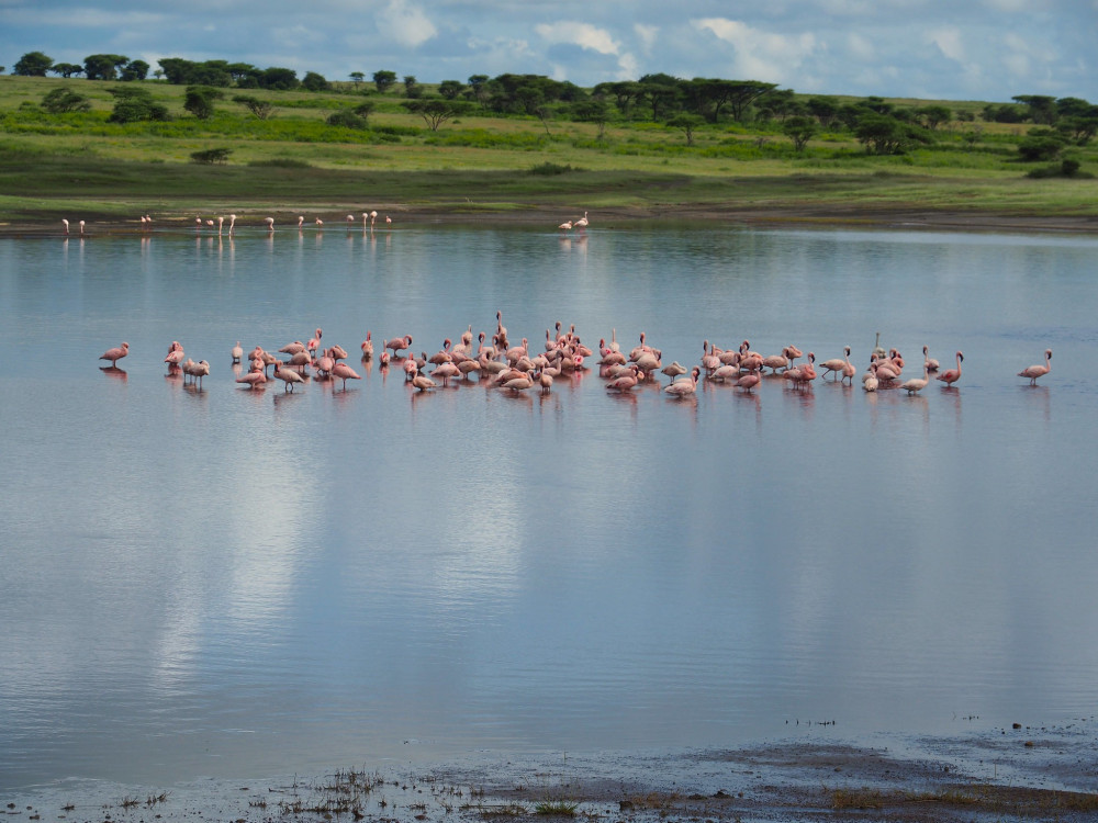 Fly-out Safari Through the Serengeti Tented