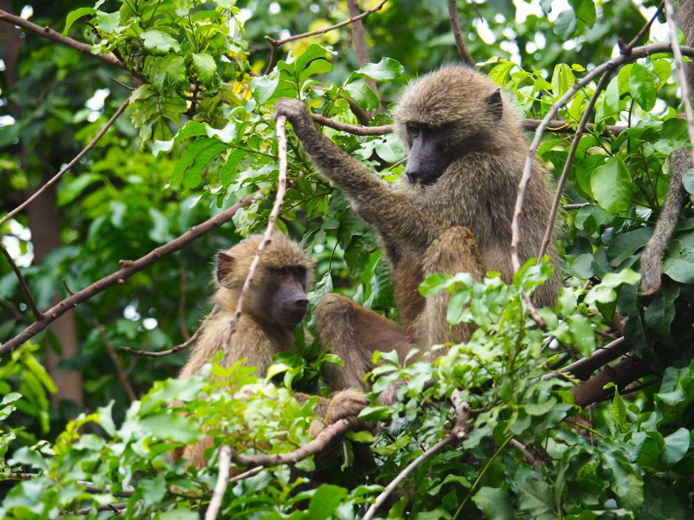 Fly-out the Ultimate Tented Safari