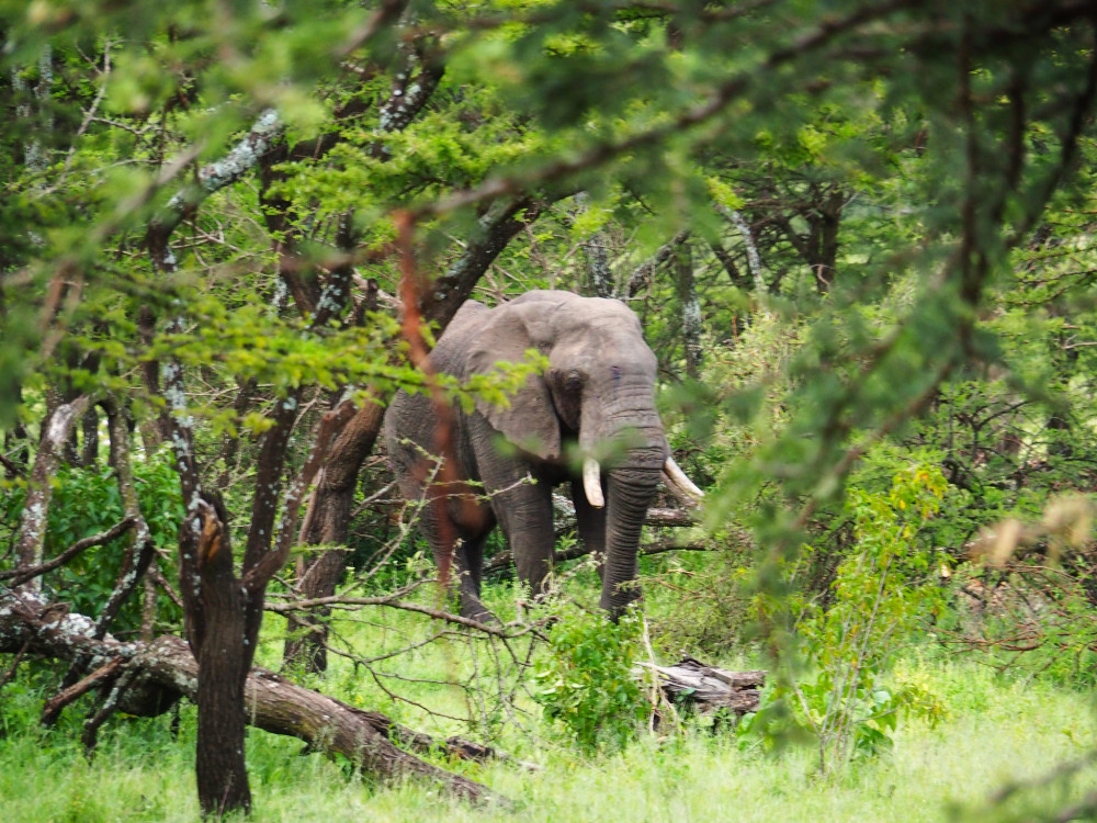 Northern Tanzania Highlights Tented Safari